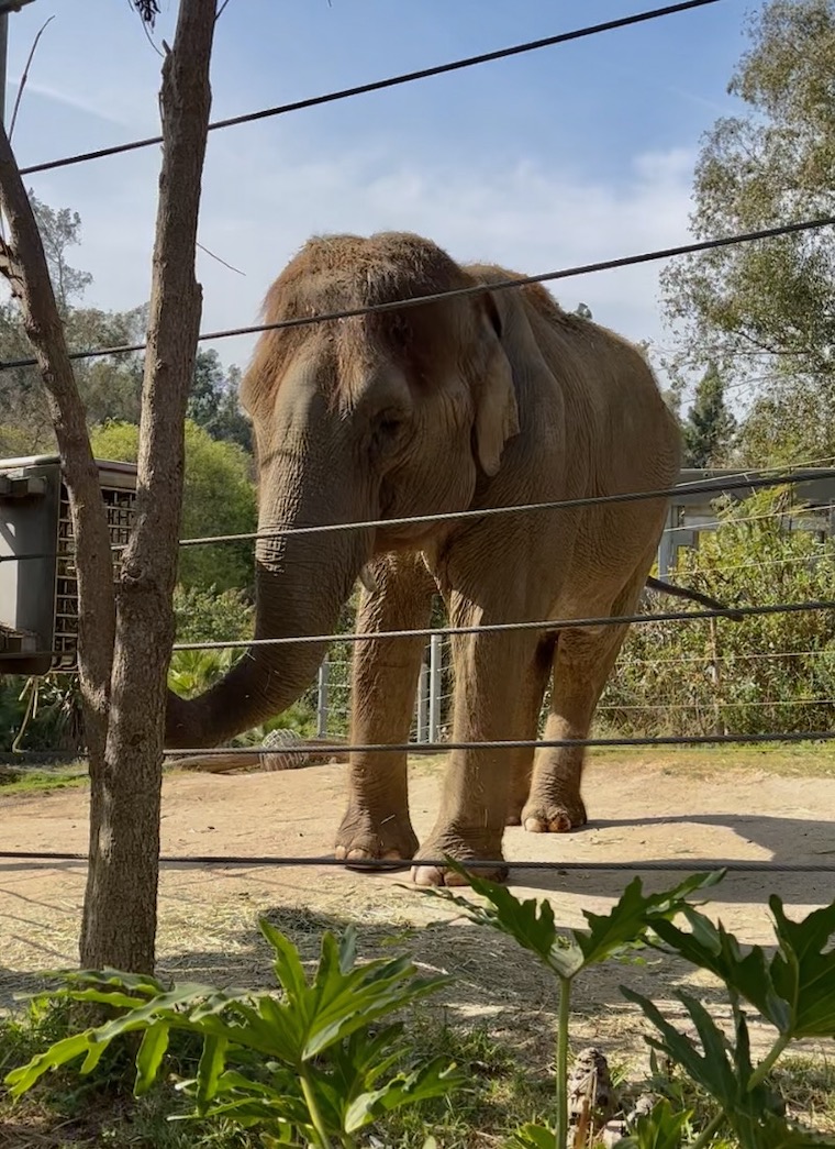 An elephant at the Los Angeles Zoo