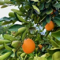 Oranges-on-the-tree-at-California-Citrus-State-Historic-Park