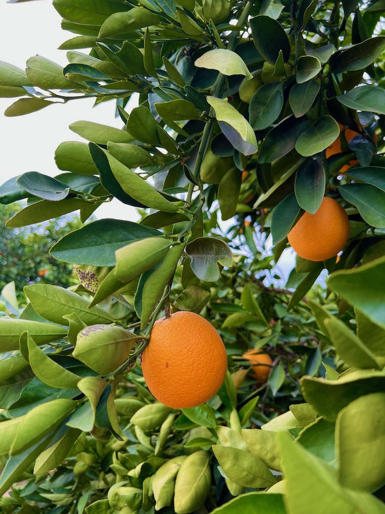 Oranges on the tree at California Citrus-State Historic Park