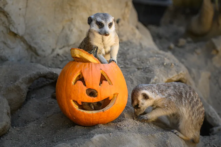 meerkats and a jack o lantern at the boo at the LA zoo event, photo credit Jamie Pham