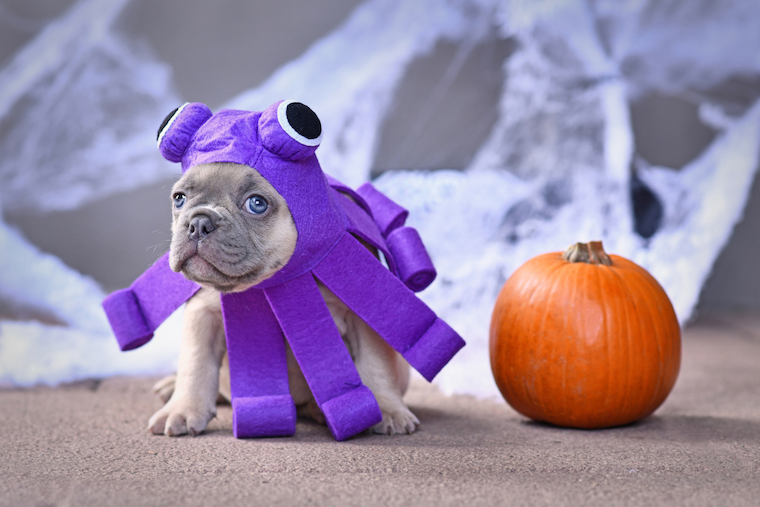 puppy dressed in a purple halloween costume posing next to a pumpkin