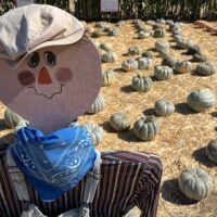 scarecrow in a pumpkin patch