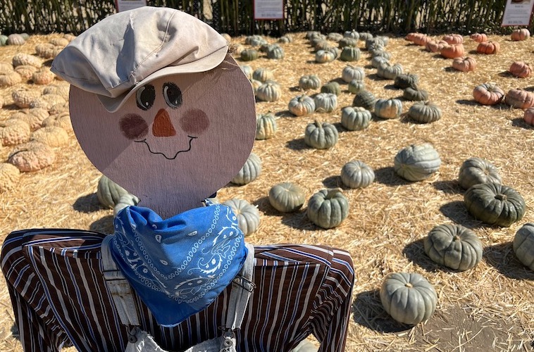 scarecrow in a pumpkin patch