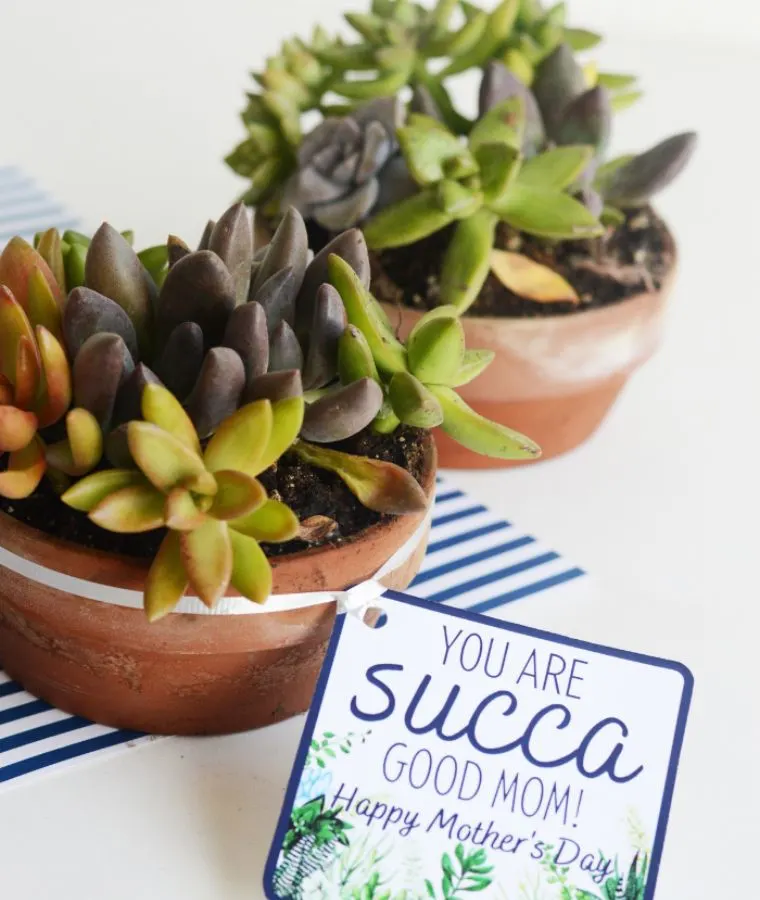 DIY Mother's Day Succulent Gift