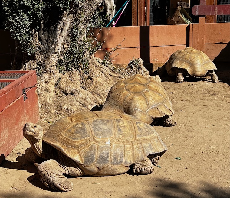 giant tortoises at wildlife learning center