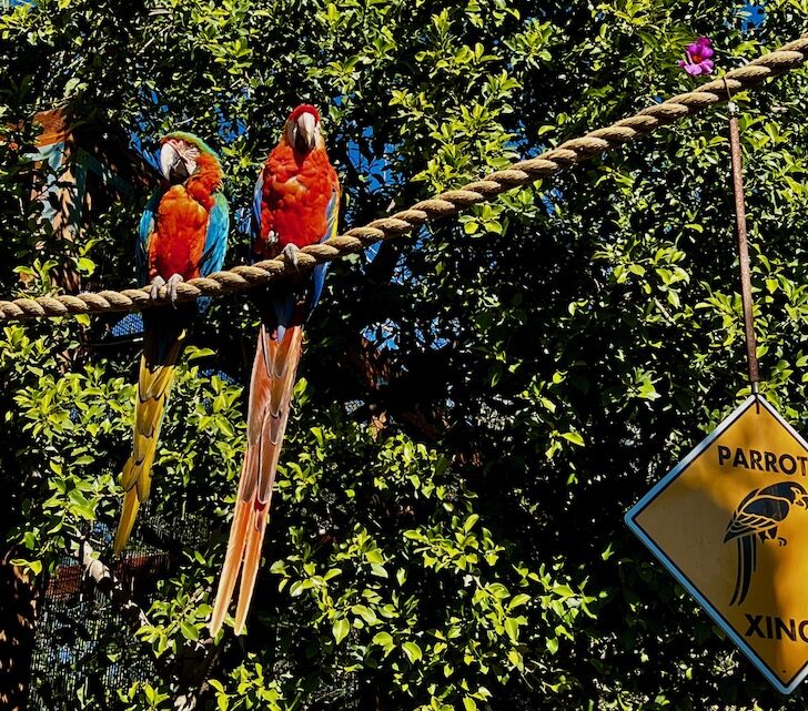 parrots at wildlife learning center