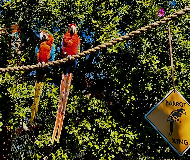 parrots at the Wildlife Learning Center