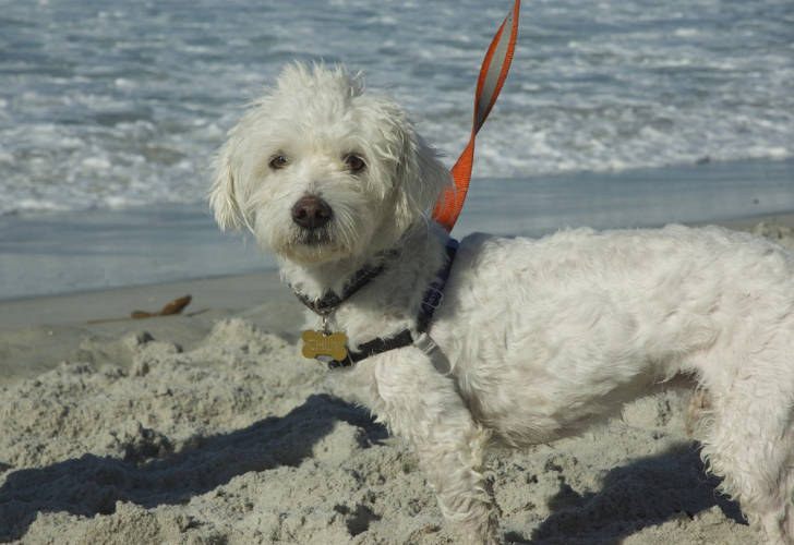 dog on the beach