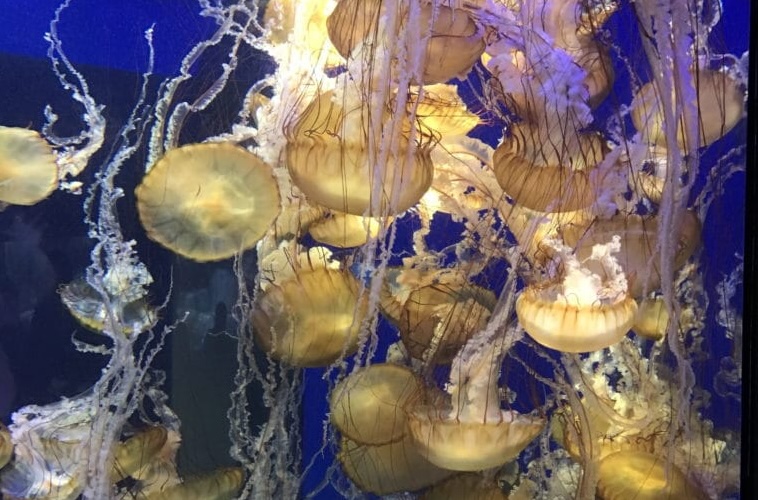 orange jellies featured image Aquarium of the pacific