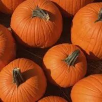 pumpkins-featured-image-for-Trick-or-treat-alternatives