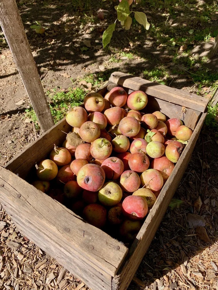 box of apples on a farm