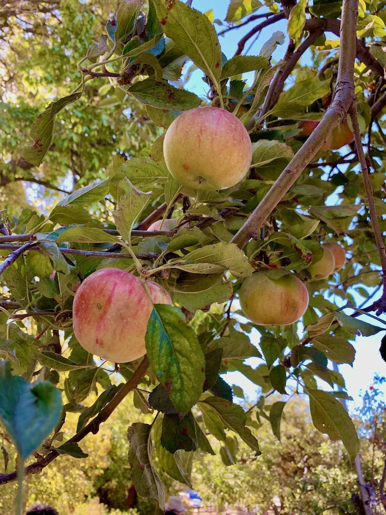 red and green apples on a tree