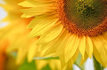 summer sunflower featured image
