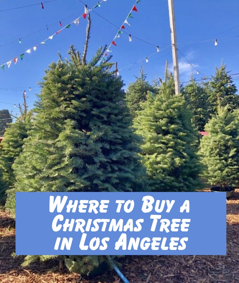 Christmas Tree Lot in LA