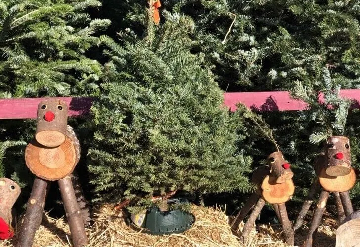 Christmas Tree Lot in Los angeles with reindeer