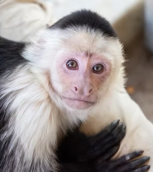 Capuchin Bailey from Animal Tracks