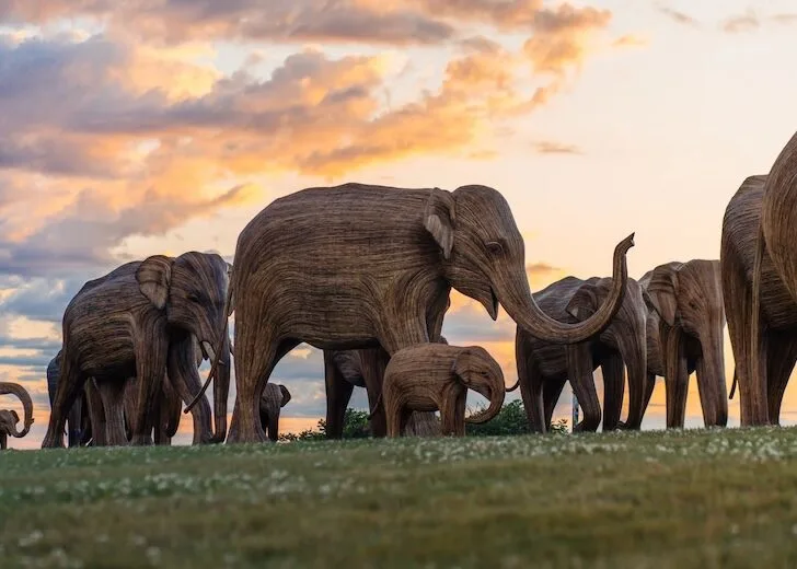 Elephant migration