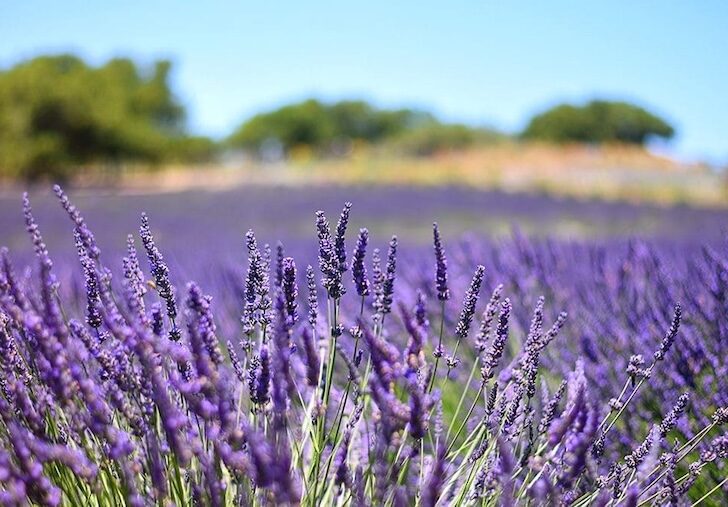 ExploreLompoc_Lavender_Farm_IreneElizondo_2305-web