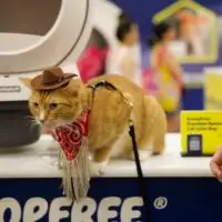 Cat Con