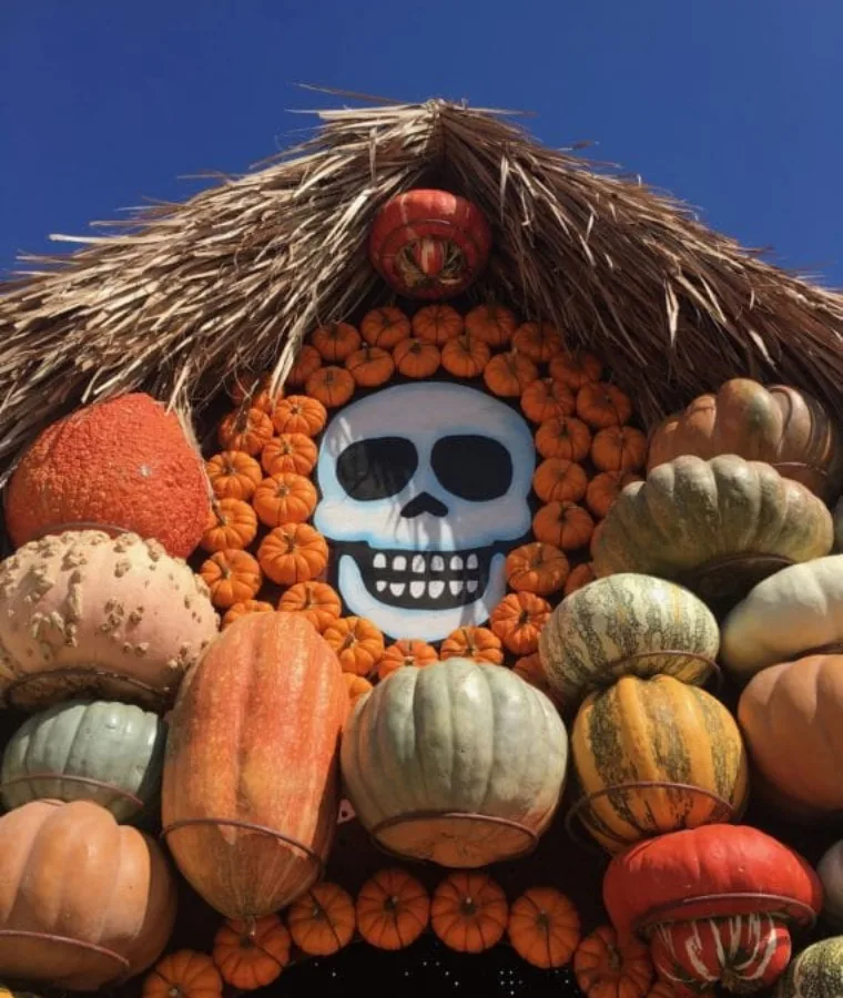 Mr Bones Skull with Pumpkins