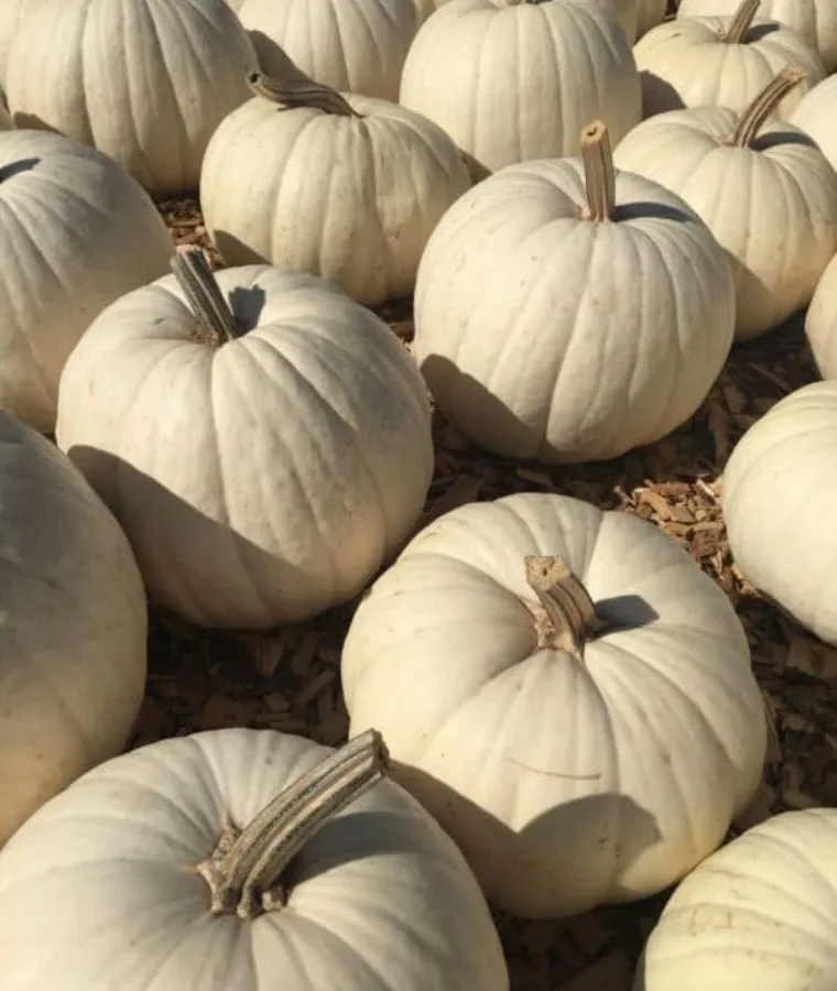 White Pumpkins