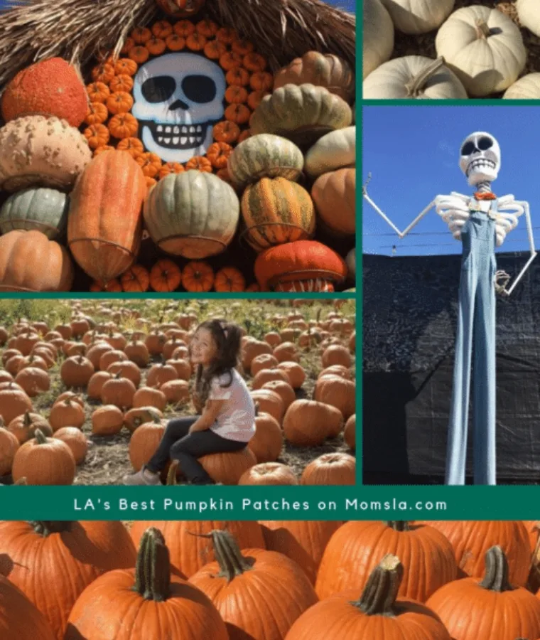 pumpkin patches in Los Angeles collage