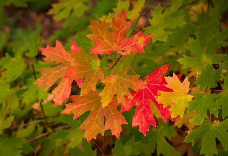 maple leaves fall colors