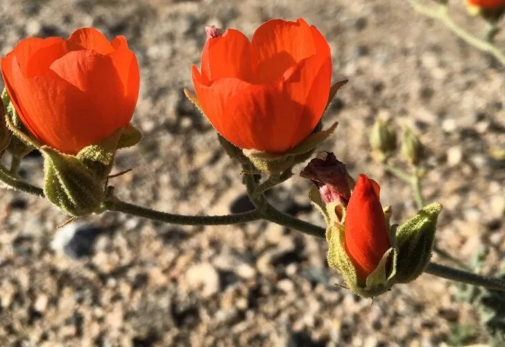 Wild Red Flowers