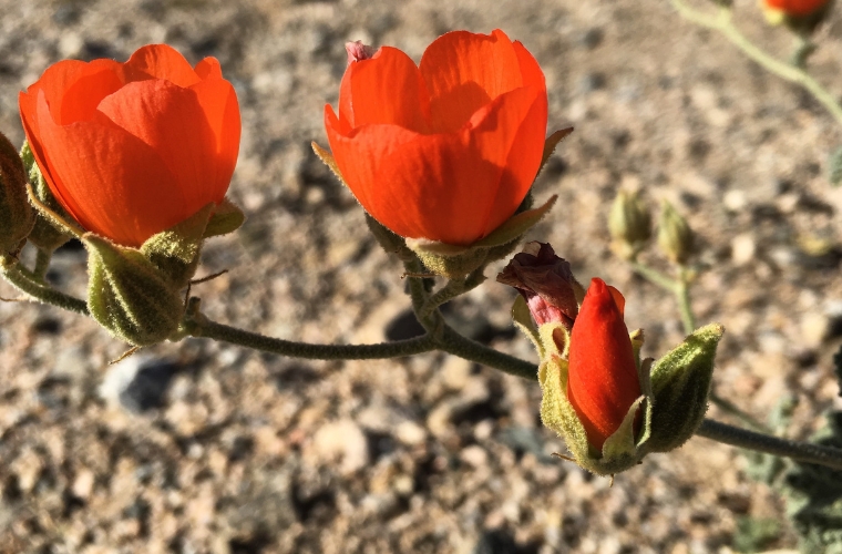 Wild Red Flowers
