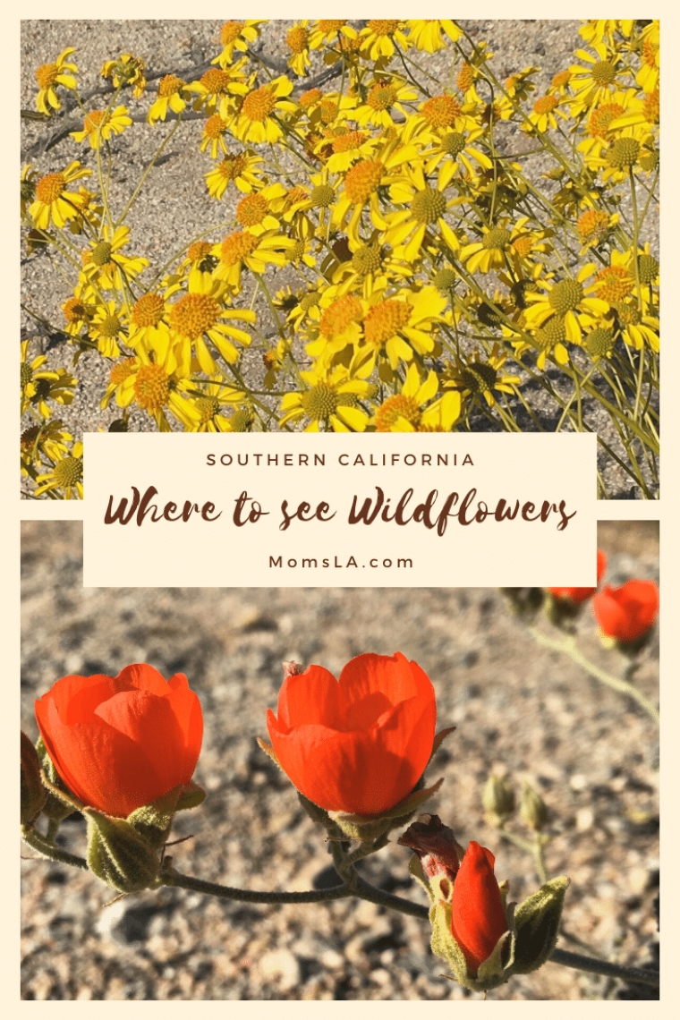 where to see wildflowers in southern California