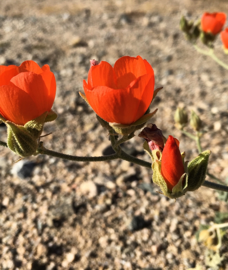 wild red flowers