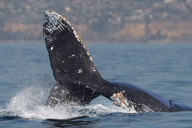 whale fluke
