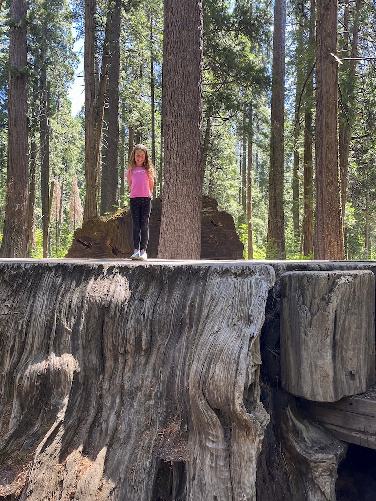 Calaveras Big Trees State Park, Photo Courtesy of California State Parks